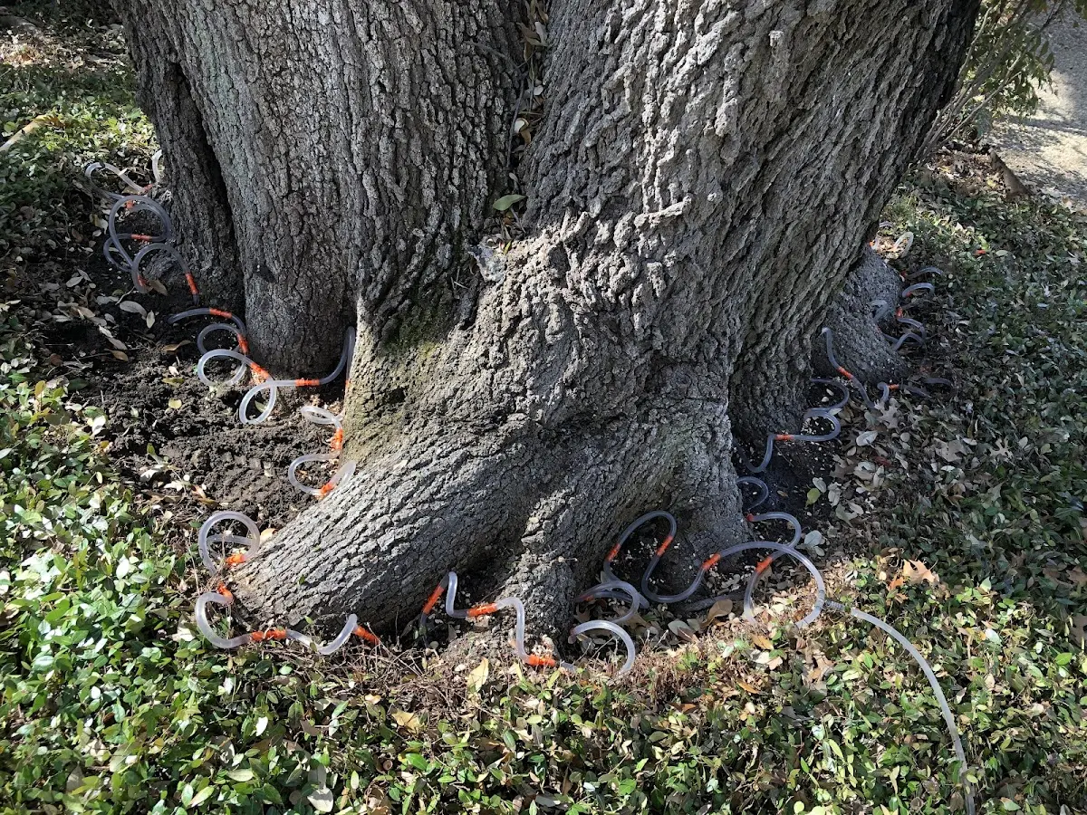 Detailed Tree Cabling and Bracing job site in San Jose